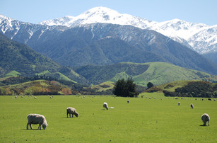 Nieuw Zeeland schapen