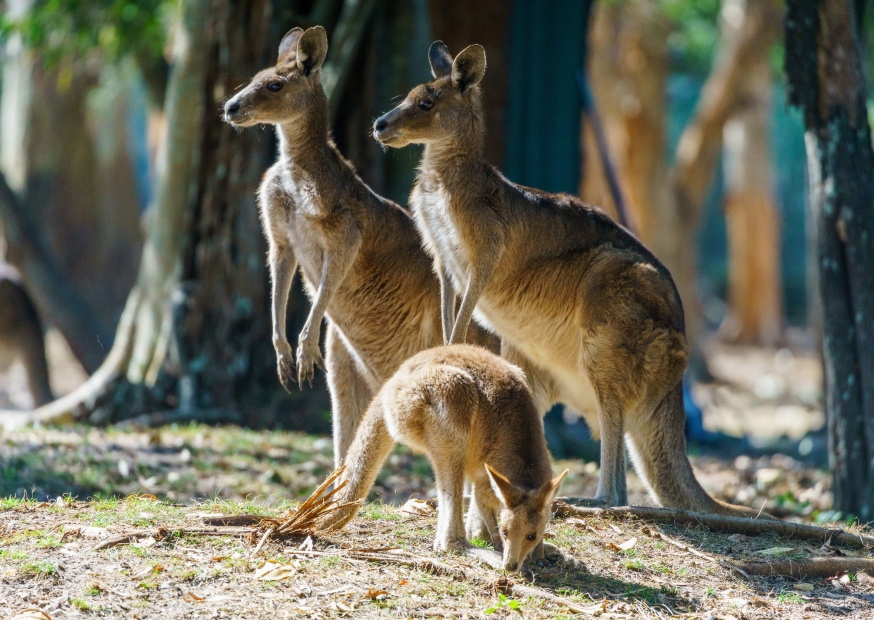 Kangoeroes Australië | Campers Down Under