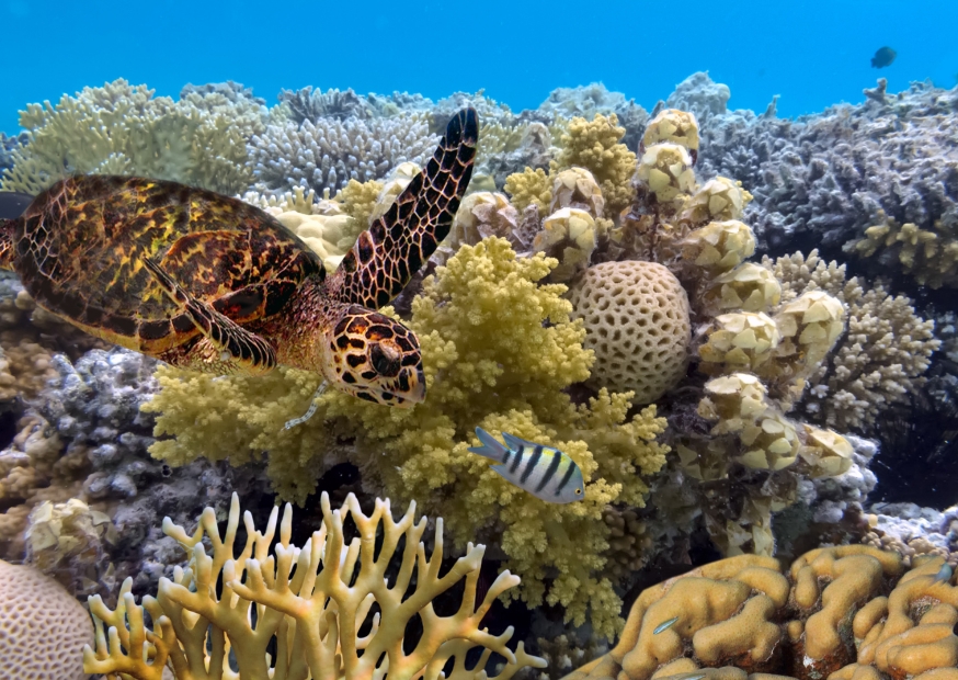Great Barrier Reef | Campers Down Under