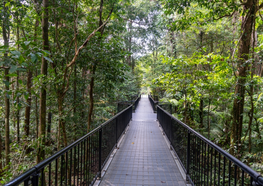Daintree National Park | Campers Down Under