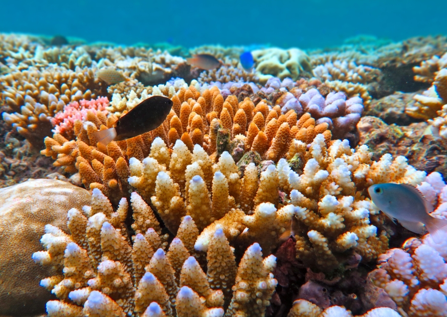 Great Barrier Reef | Campers Down Under