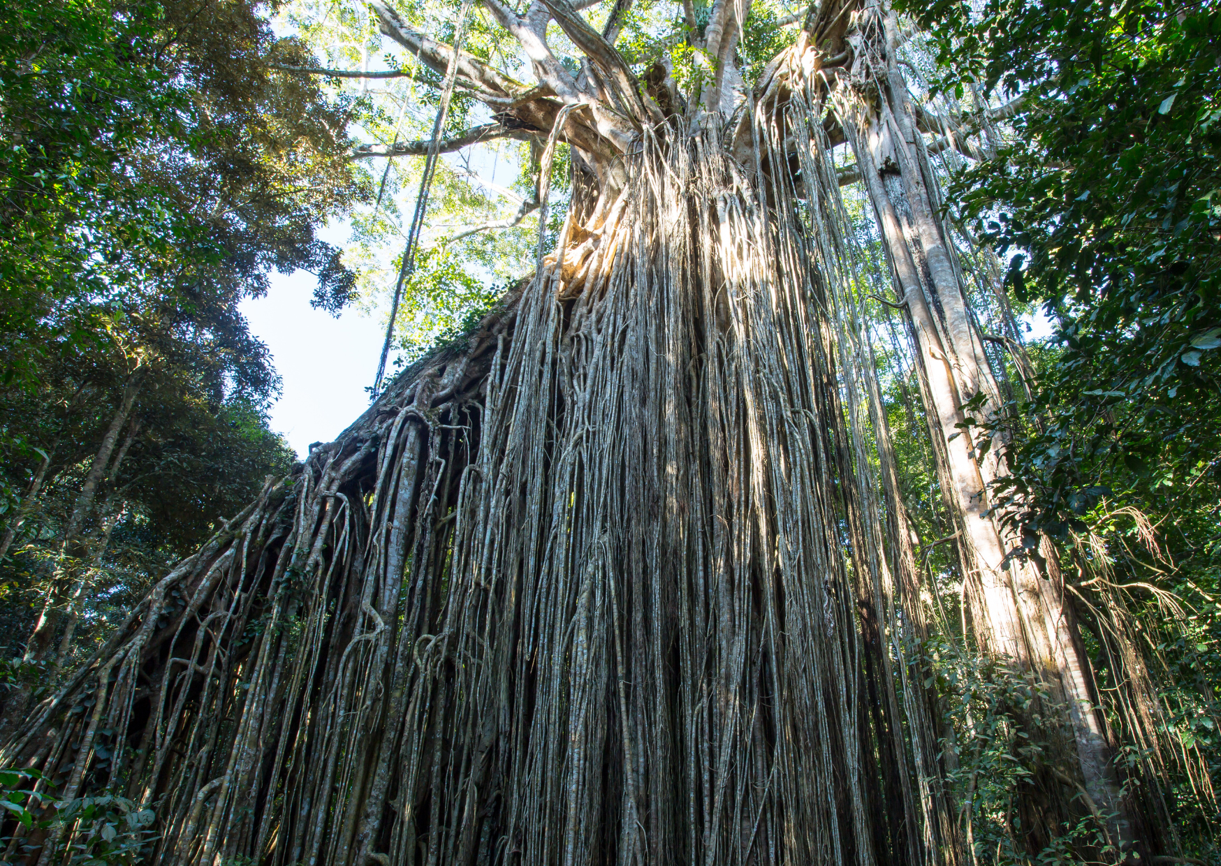 Curtain Fig Tree Atherton Tablelands | Campers Down Under
