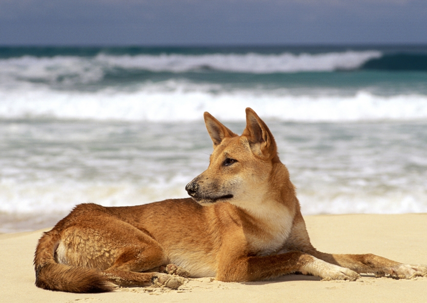 Dingo | Campers Down Under