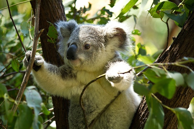 Koala tussen takken