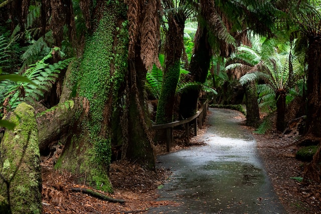 Mount Field NP Tasmanie Mount Field National Park, Tasmanië | Campers Down Under