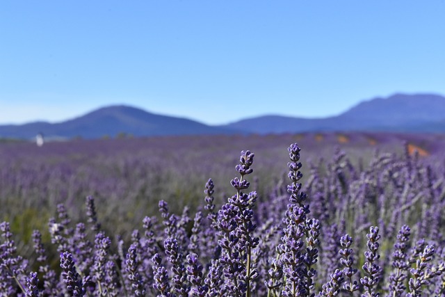 tasmanie - lavendelveld Lavendel Tasmanië Campers Down Under