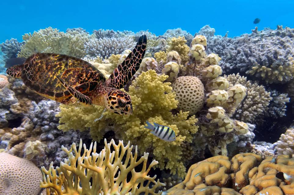 Great Barrief Reef schildpad - Campers Down Under