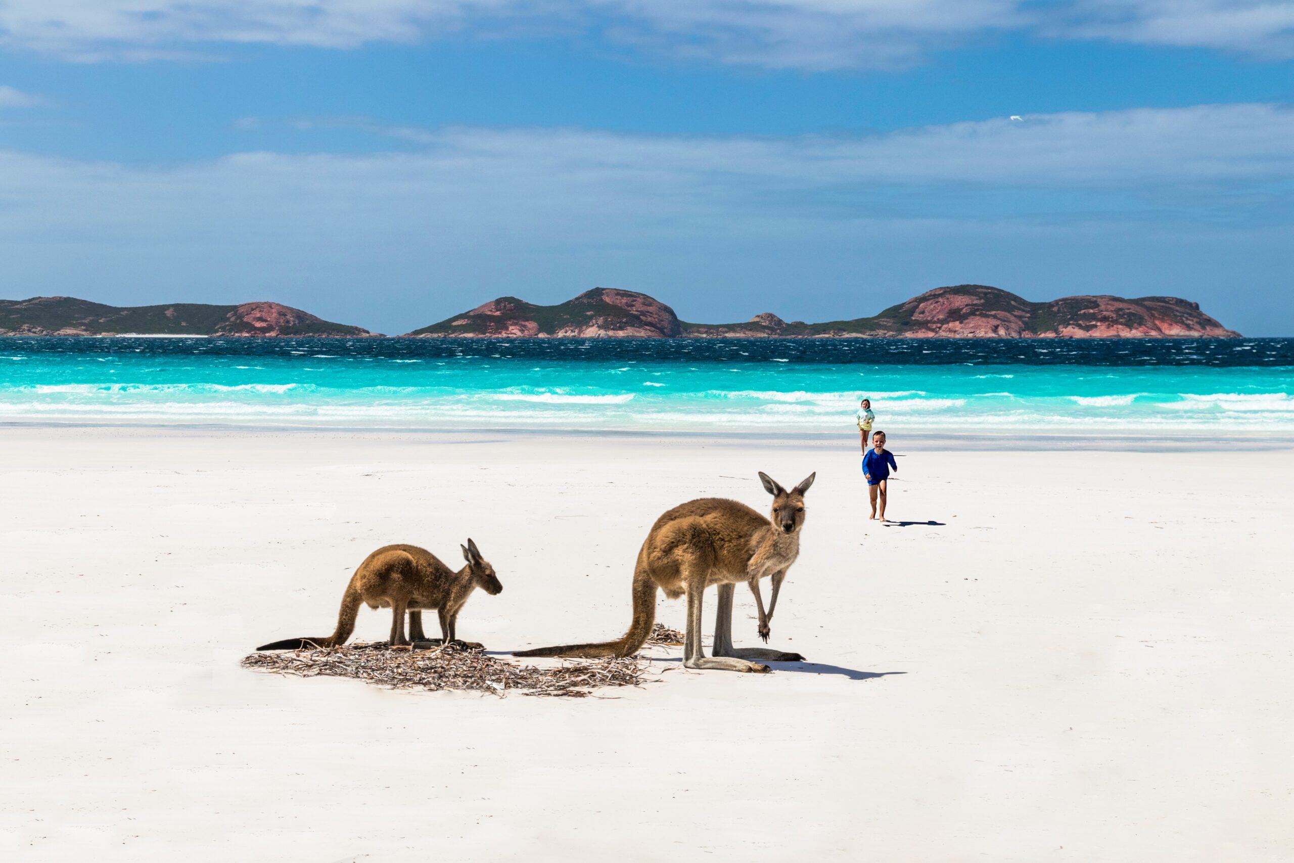 kangaroo strand | Campers Down Under kangaroo strand | Campers Down Under