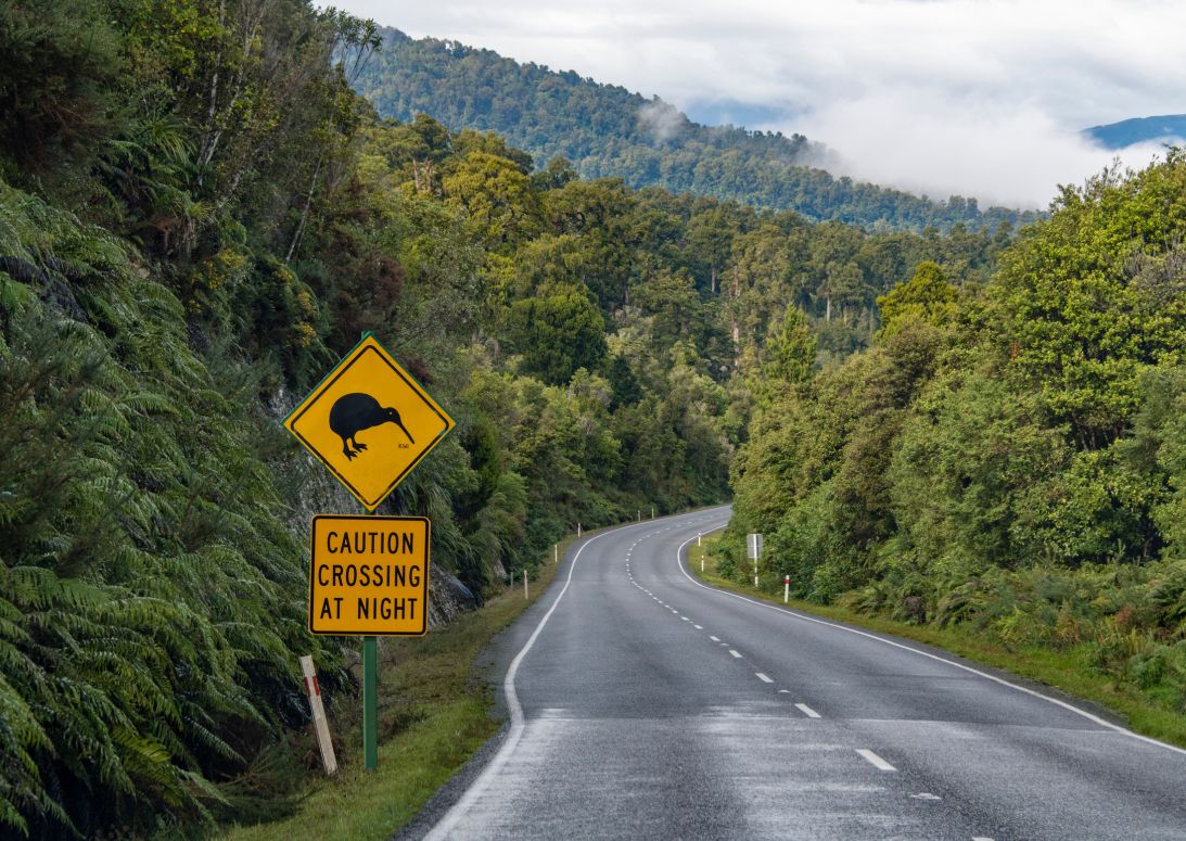 Nieuw-Zeeland kiwi, road | Campers Down Under Nieuw-Zeeland kiwi, road | Campers Down Under