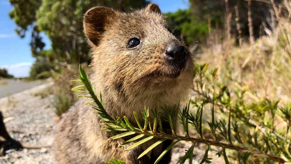 Rottnest Island quokka | Campers Down Under