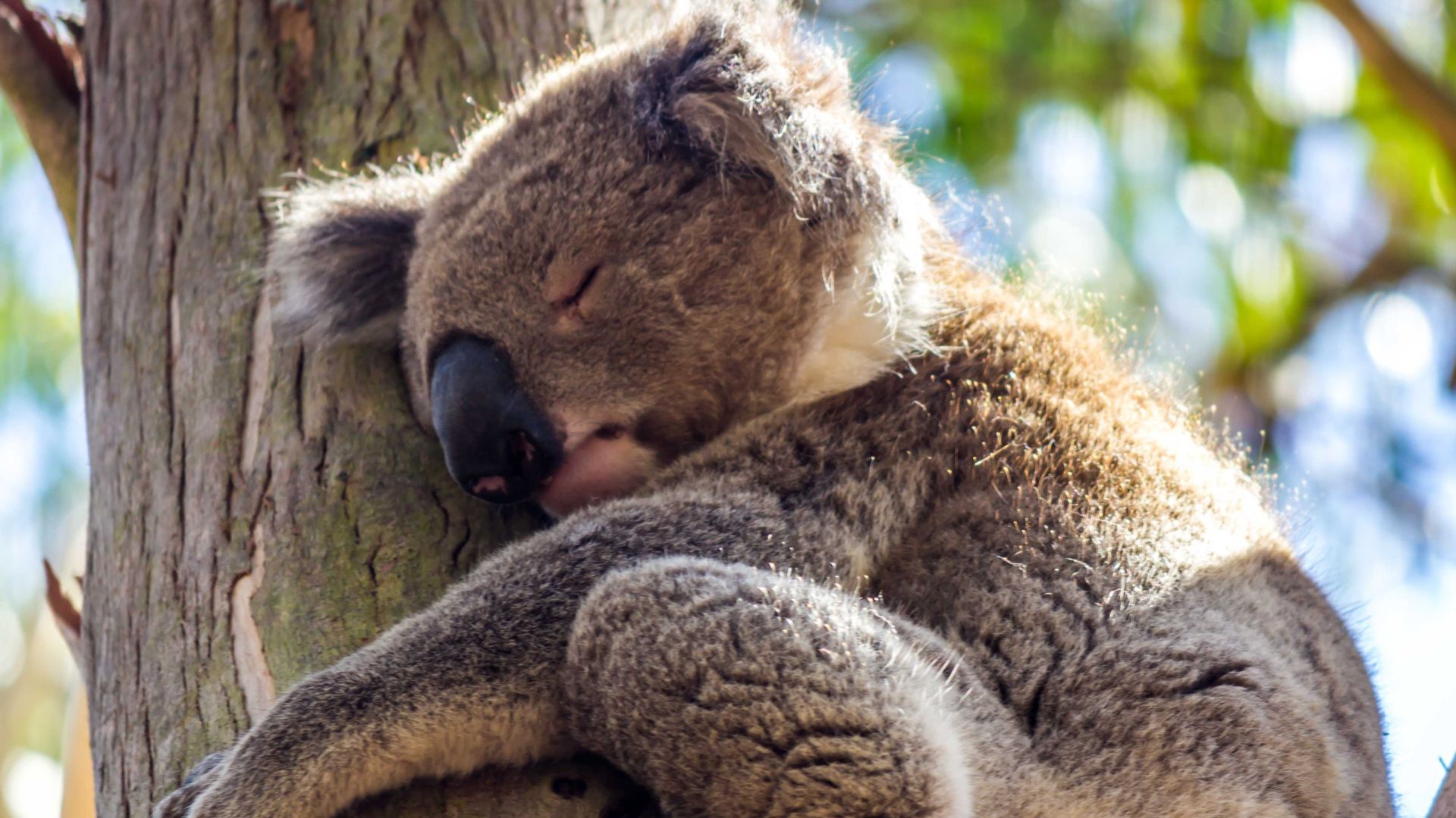 Koala bij Kennett River