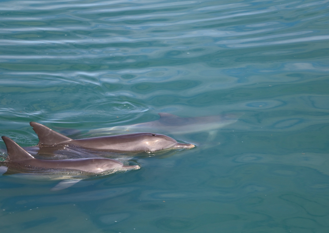 Bottlenose dolfijnen | Campers Down Under