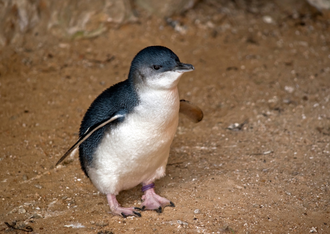 Fairy pinguin Australië | Campers Down Under