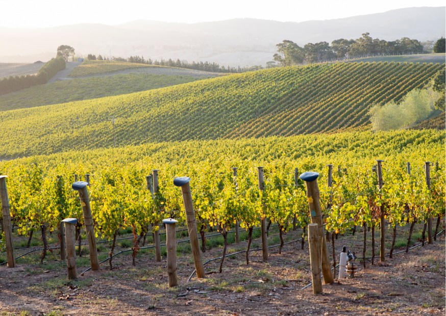 Adelaide grapevines | Campers Down Under