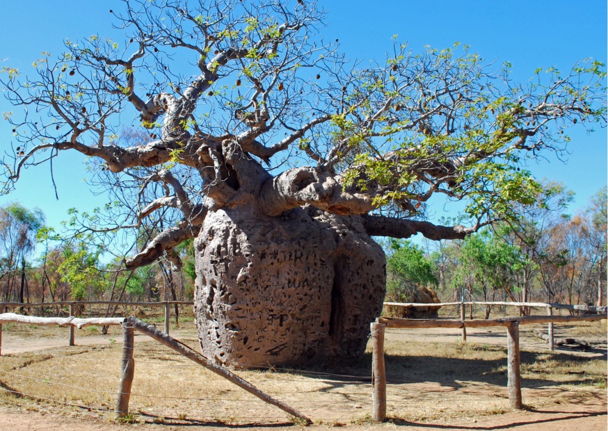 Boab Prison Tree Derby | Campers Down Under Boab Prison Tree Derby | Campers Down Under