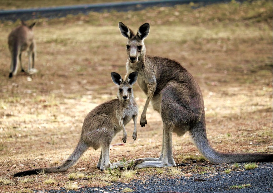 Kangoeroe | Campers Down Under