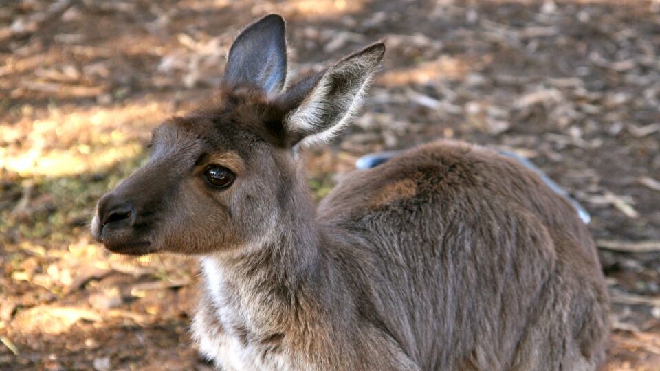 Kangoeroe, Kangaroo Island