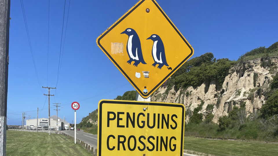 Penguins crossing,Oamaru