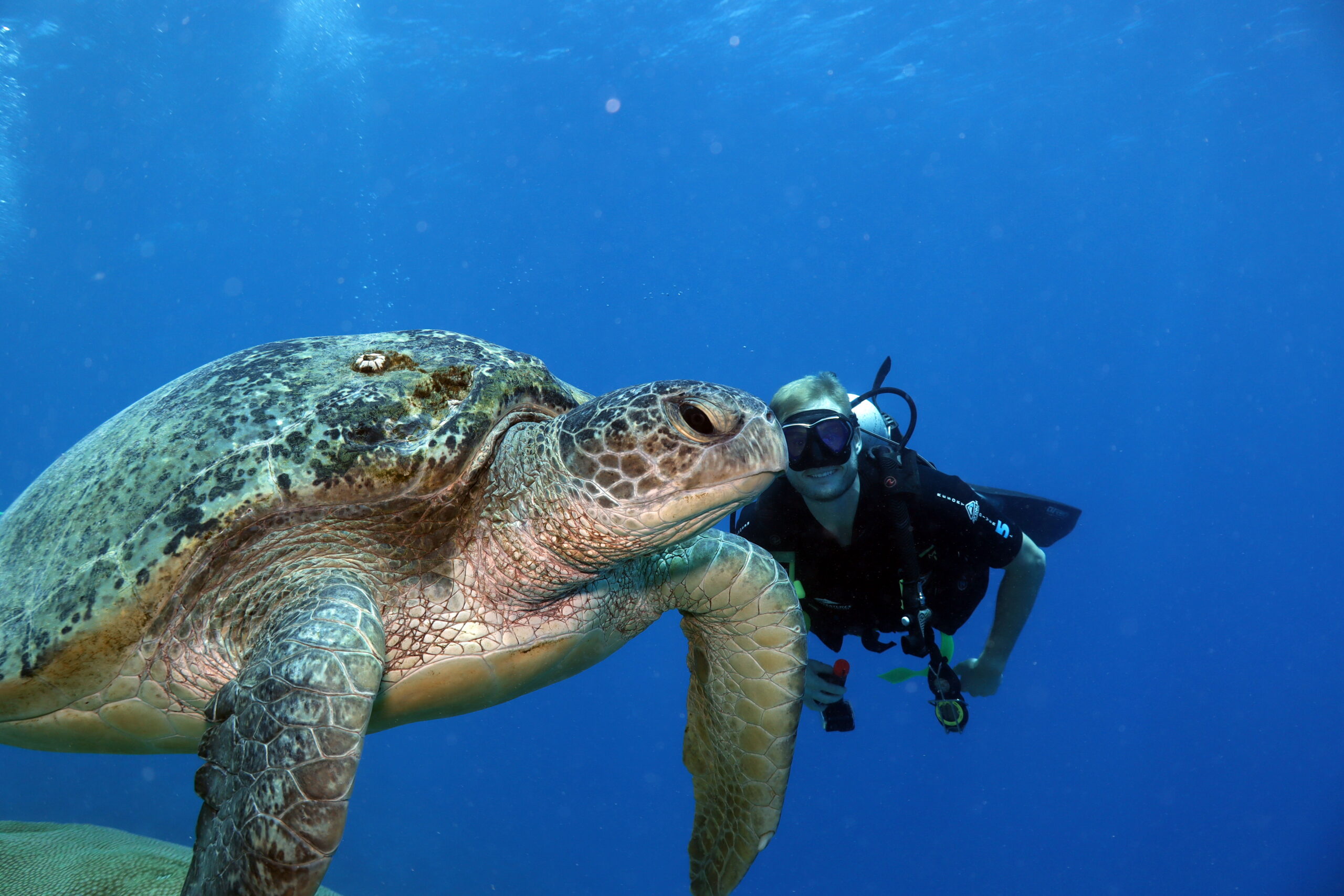 Schildpad Great Barrier Reef met Luuk | Campers Down Under