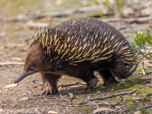 echidna | Campers Down Under