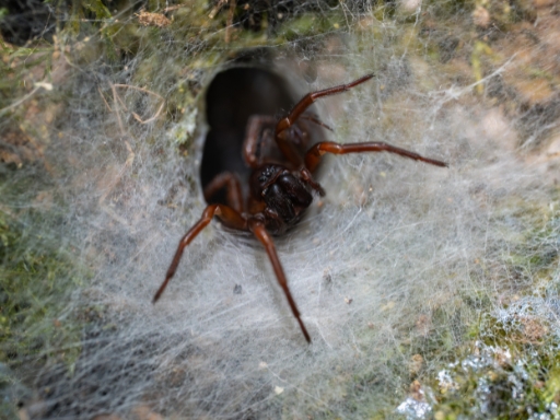 funnel web spider | Campers Down Under