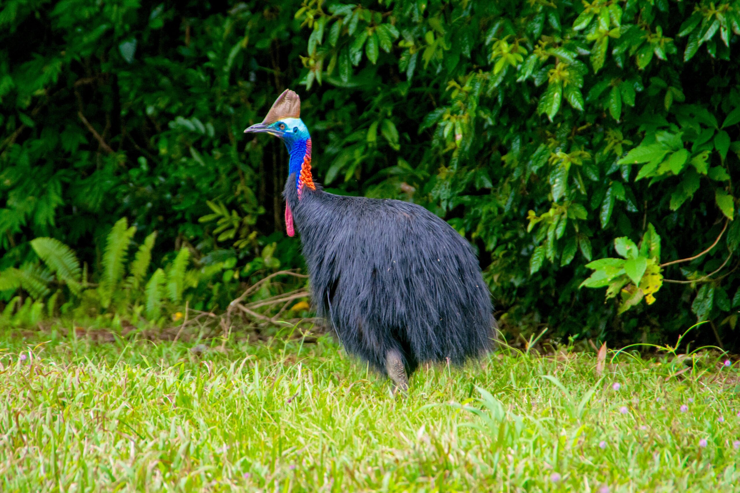 Kasuaris | Campers Down Under