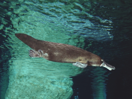 platypus | Campers Down Under