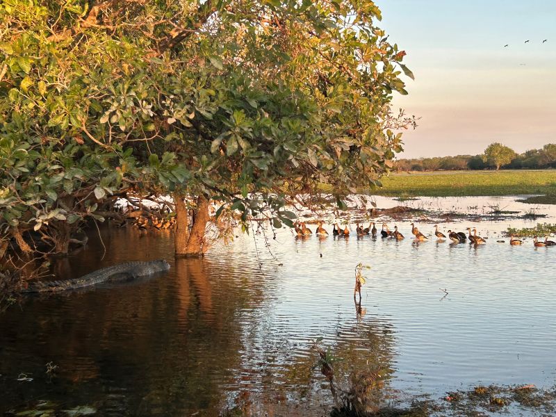 Kakadu Yellow River Billabong Kakadu Yellow River Billabong