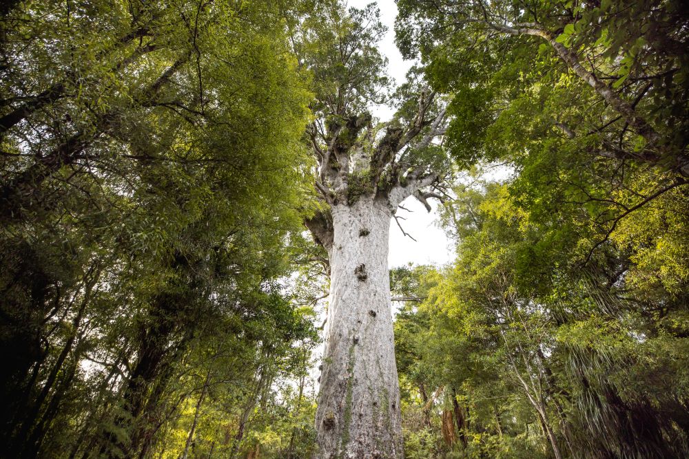 Waipoua-forest-northland Noordereiland Nieuw-Zeeland Waipoua-forest-northland Noordereiland Nieuw-Zeeland